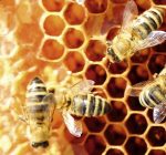 Viele Bienen tummeln sich in einer Wabe
