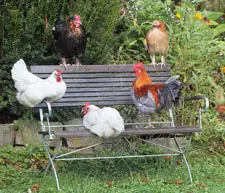 Hühner auf Bank