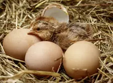 Welsumer Huhn schluepft, Kueken, Eier