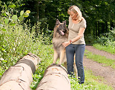 Übung mit Hund: Balancieren auf einem Baumstamm
