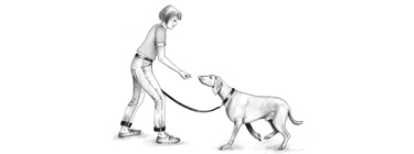 Hundeerziehung: Bleiben - Belohnung zu früh