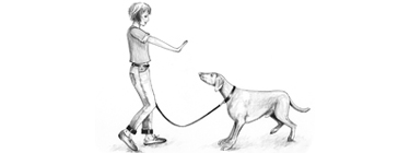Hundeerziehung: Bleiben - rückwärts gehen