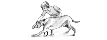 Hundeerziehung: Platz - schräg