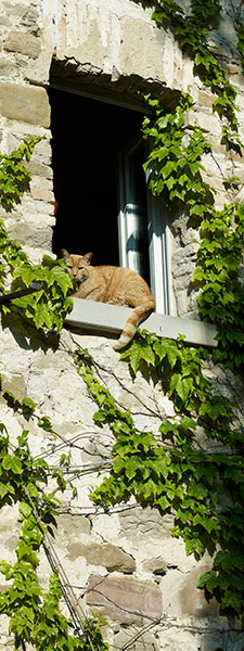Katze sitzt im Fenster GU Katzen-Trickkiste