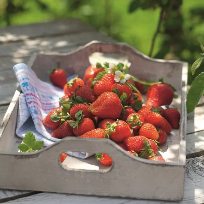 Landhausküche_2632_Erdbeeren auf Tablett
