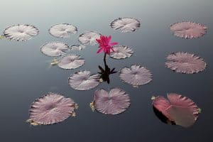 Seerosenblätter auf See