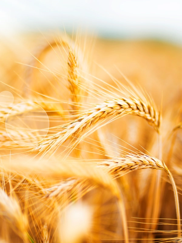 Golden wheat field in sunlight. Close-up with bokeh and short depth of field. Natural landscape with ripe ears of corn for a nutritional concept.