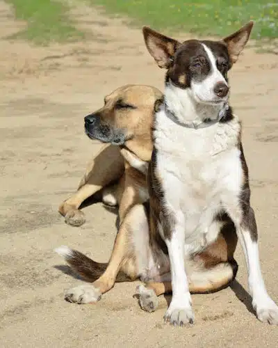 Zwei Hunde in Portugal_8985